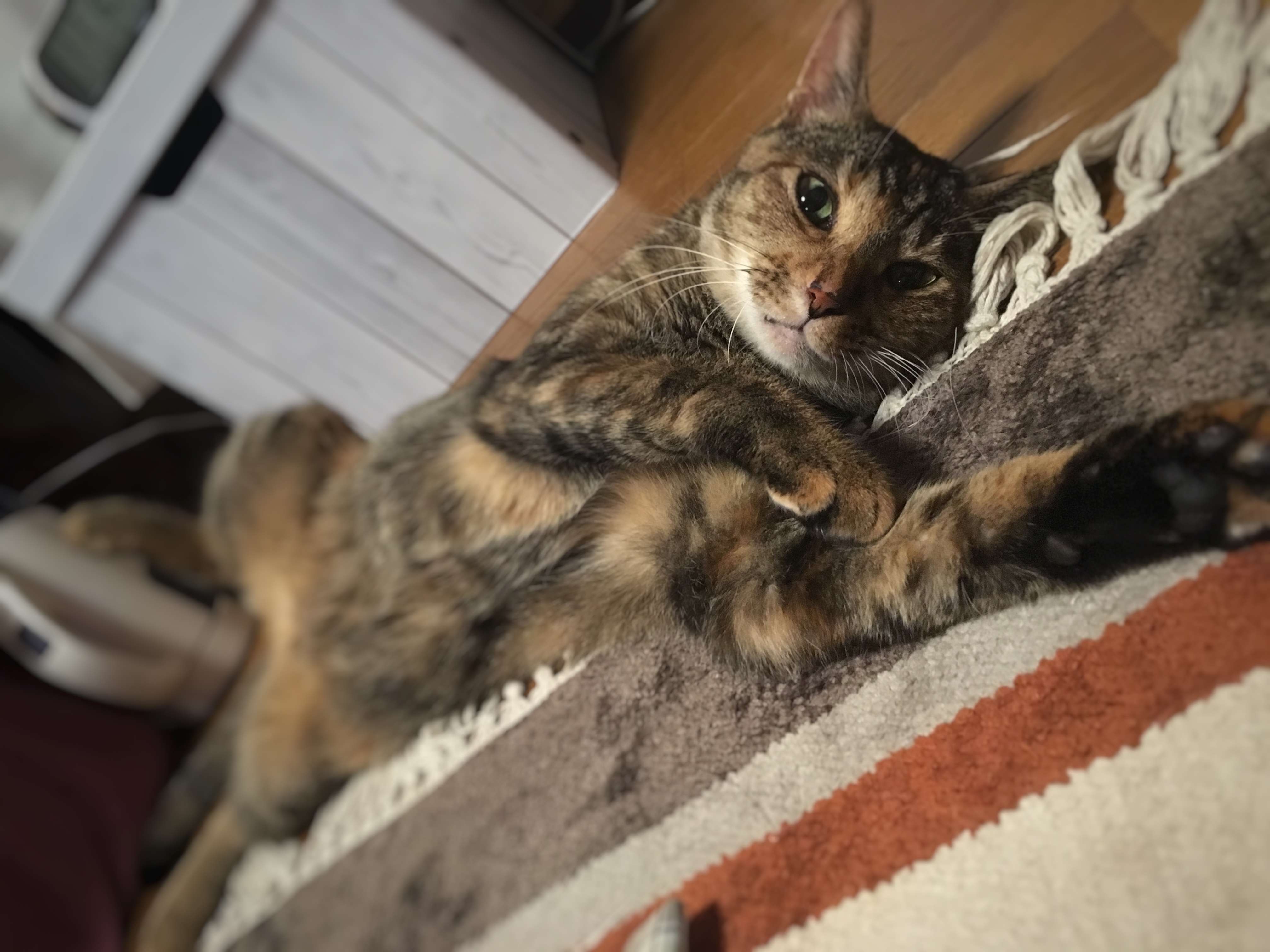暑すぎます。。。