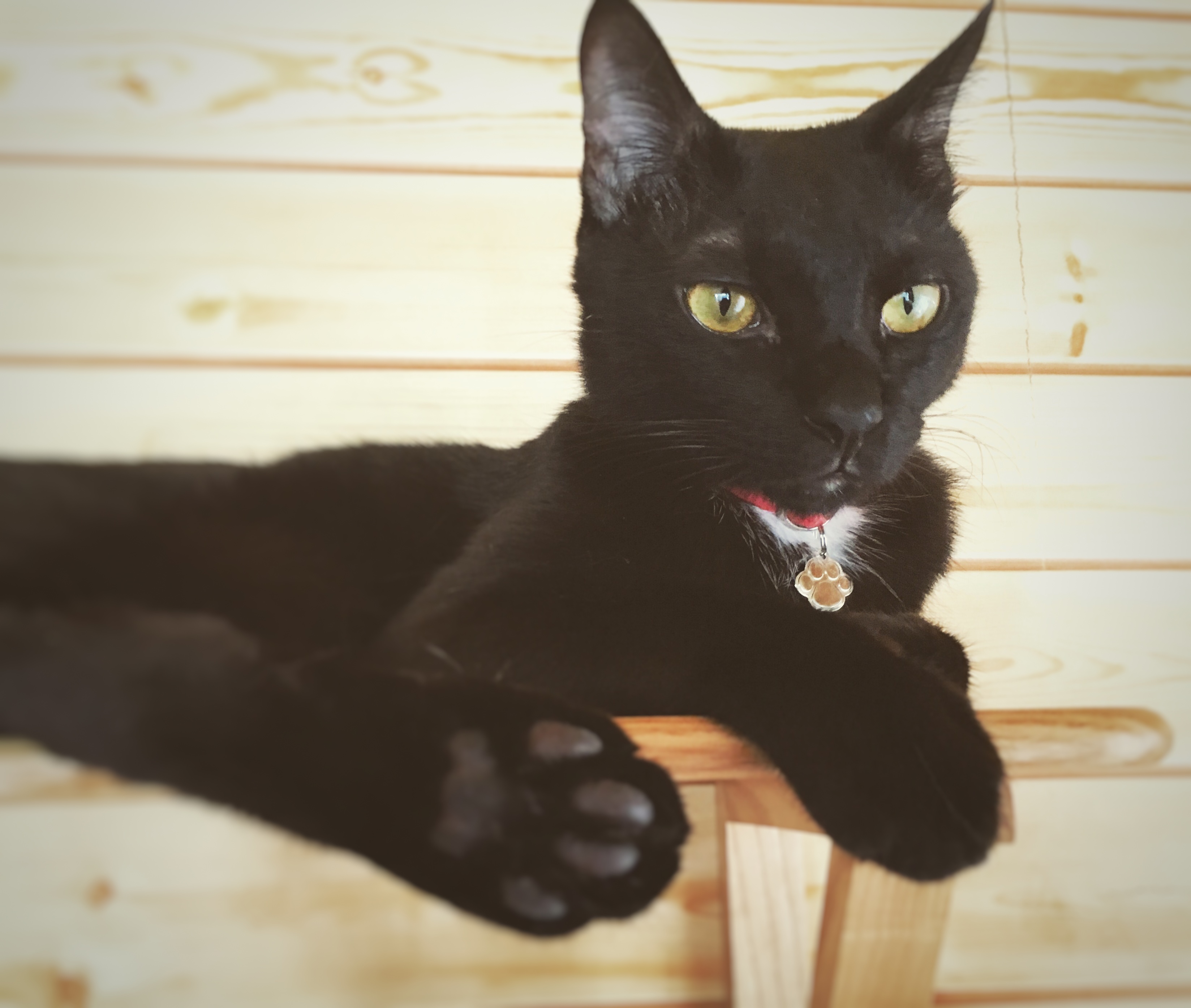 黒猫の日★