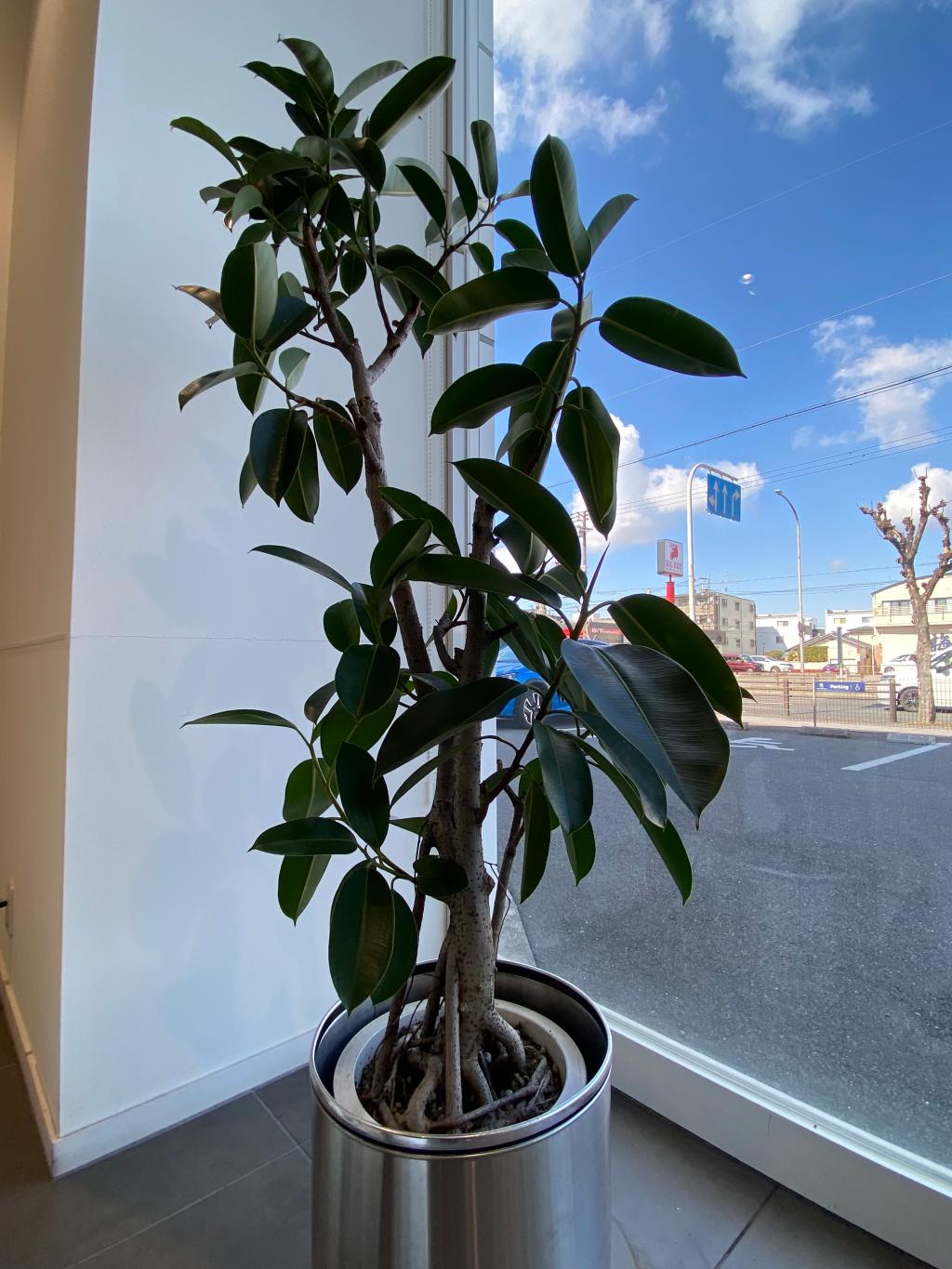 観葉植物