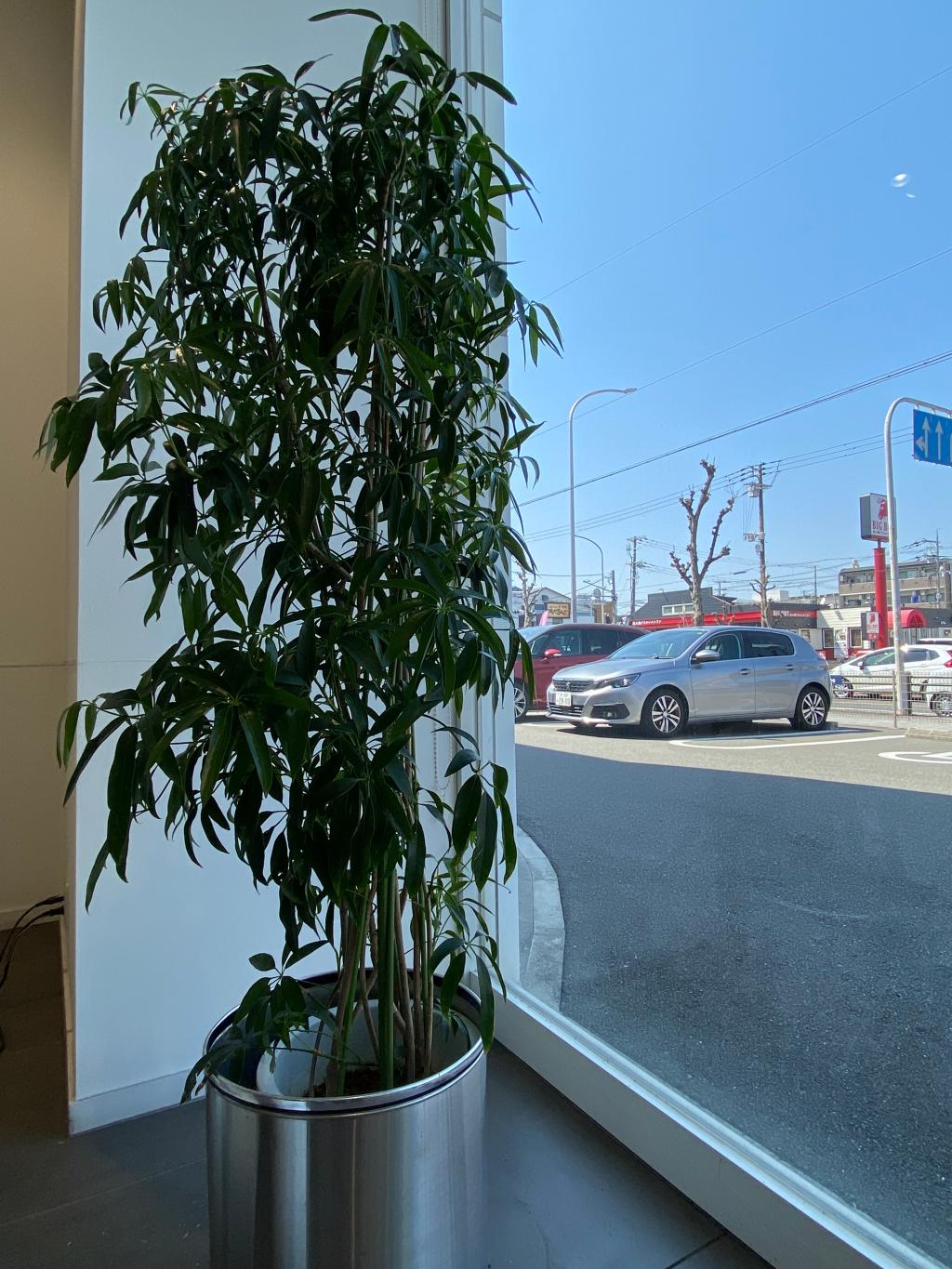 観葉植物🪴