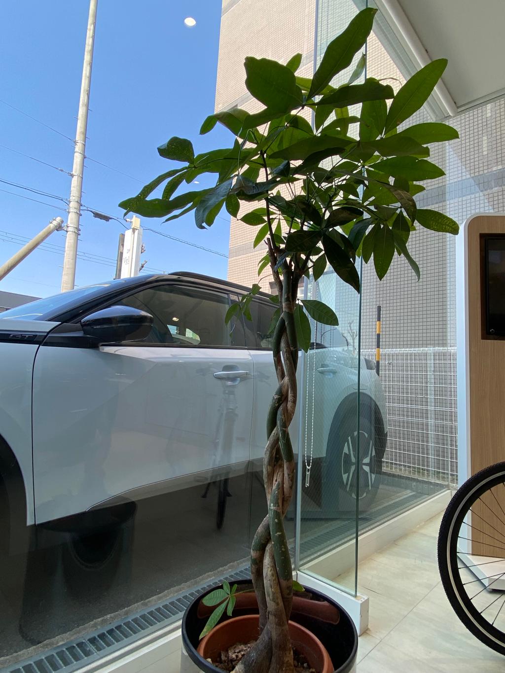 観葉植物🪴