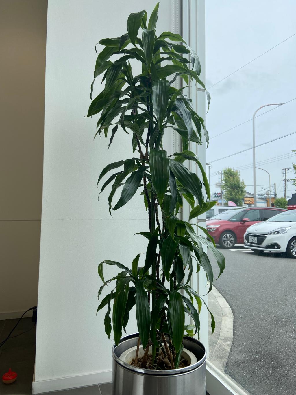 観葉植物