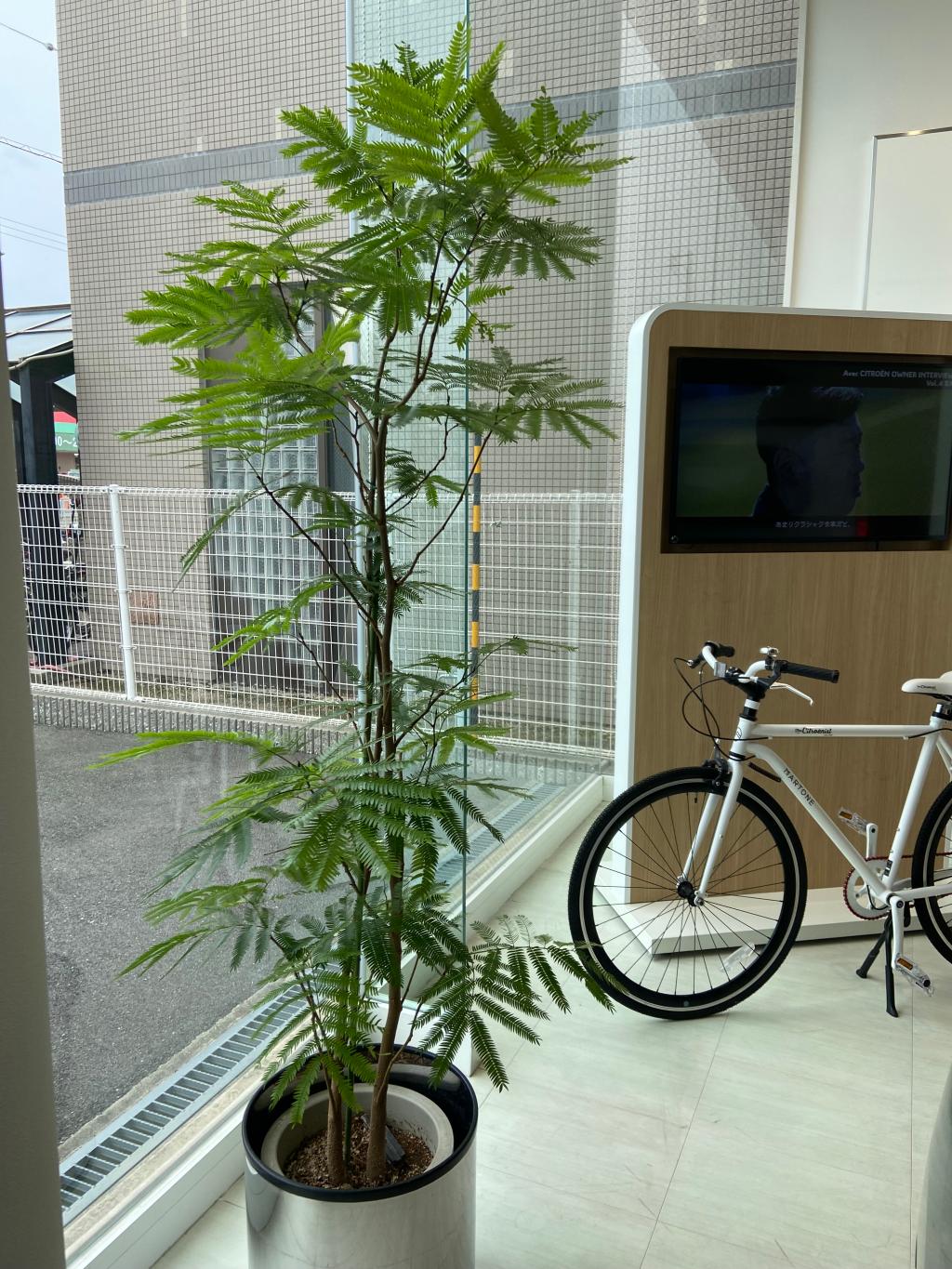 観葉植物