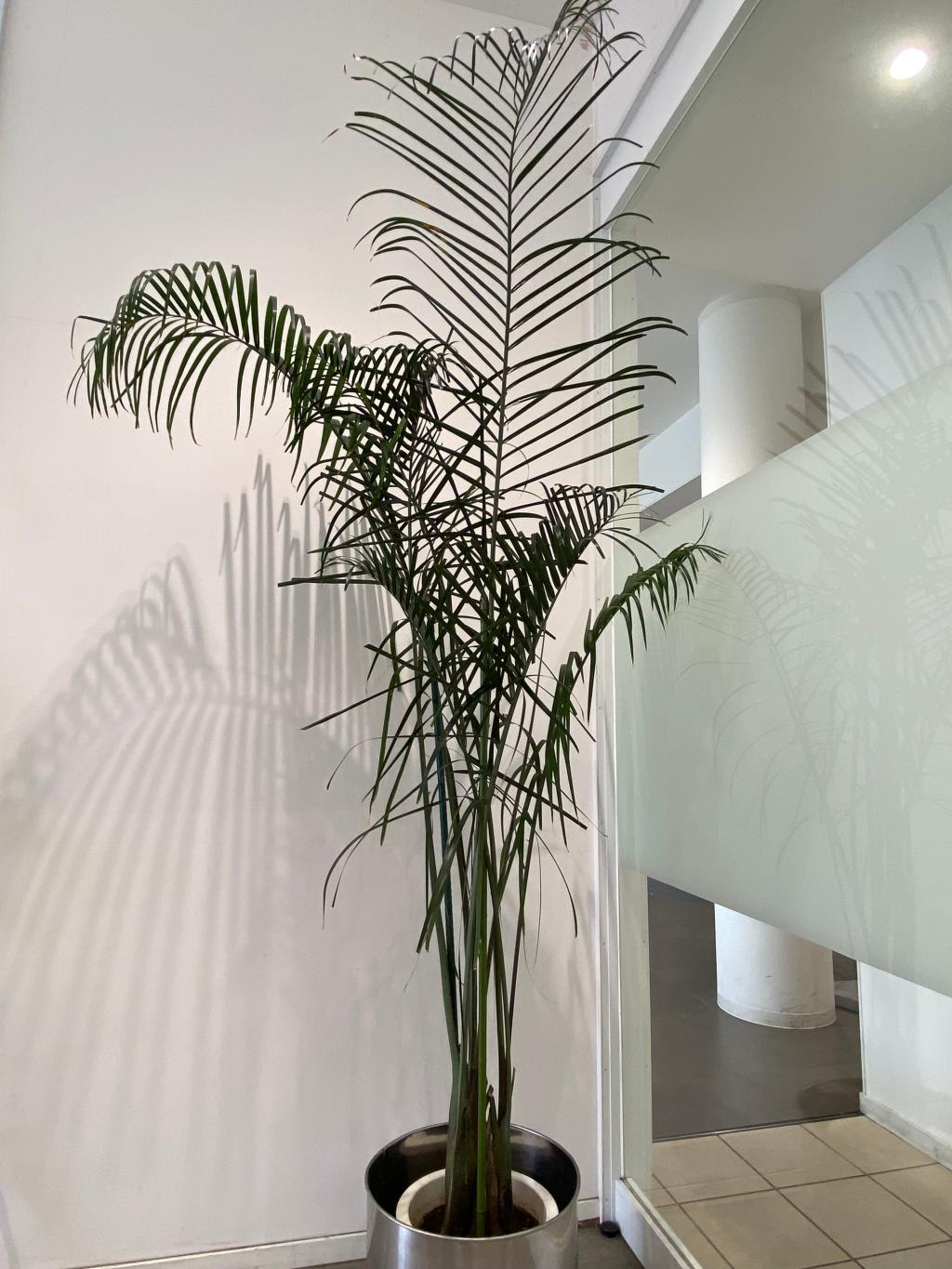 観葉植物