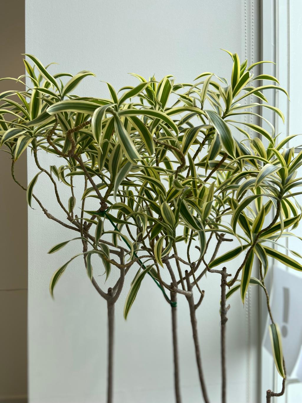 観葉植物🪴
