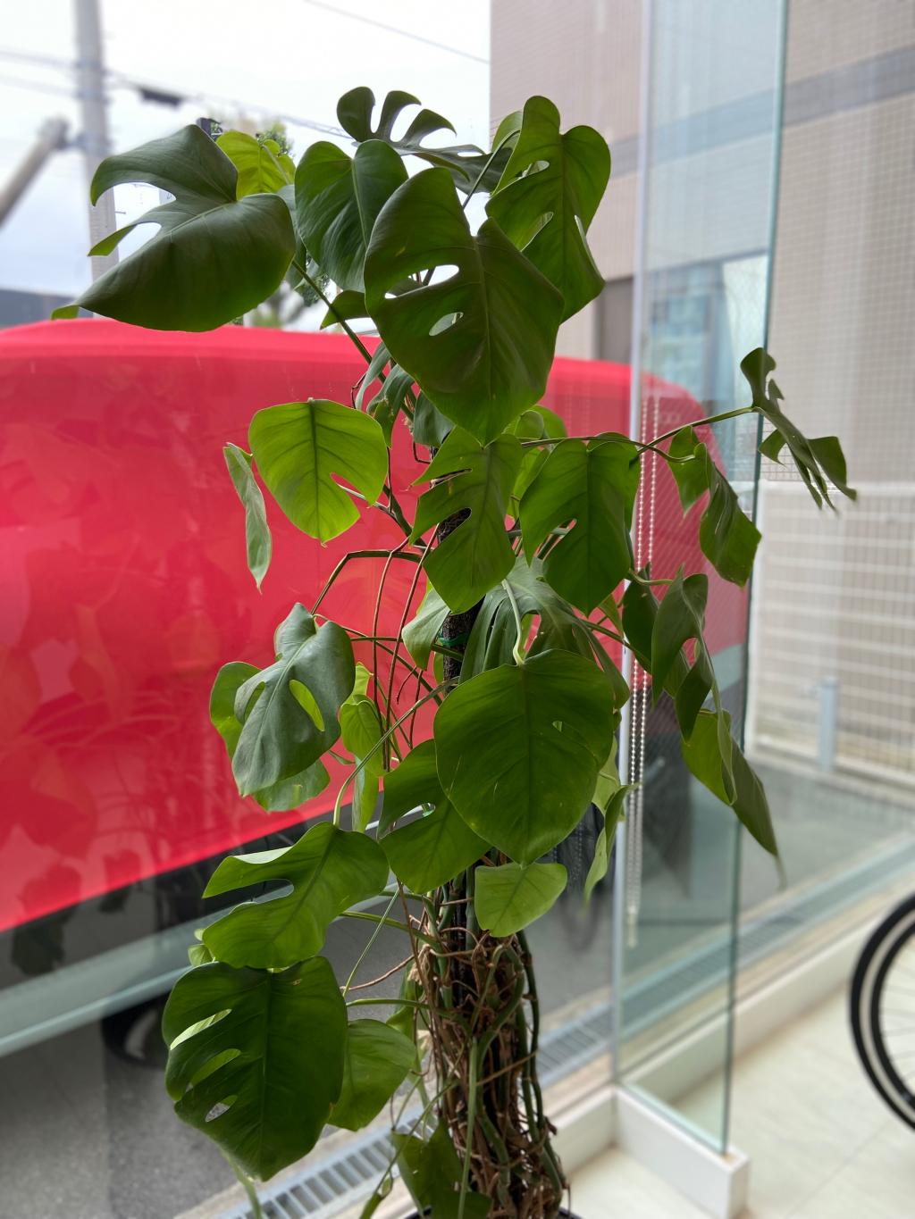 観葉植物🪴
