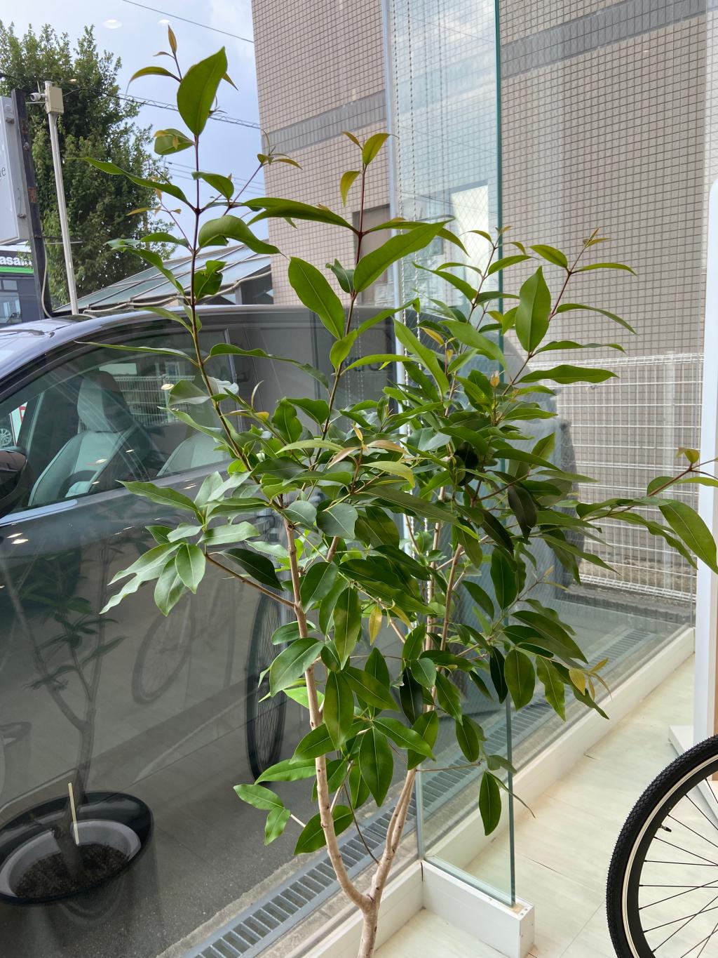 観葉植物🪴