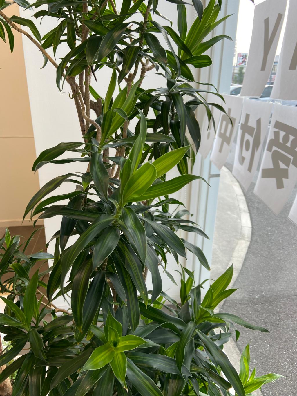 観葉植物🪴
