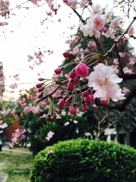 ☆お花見シーズン到来☆