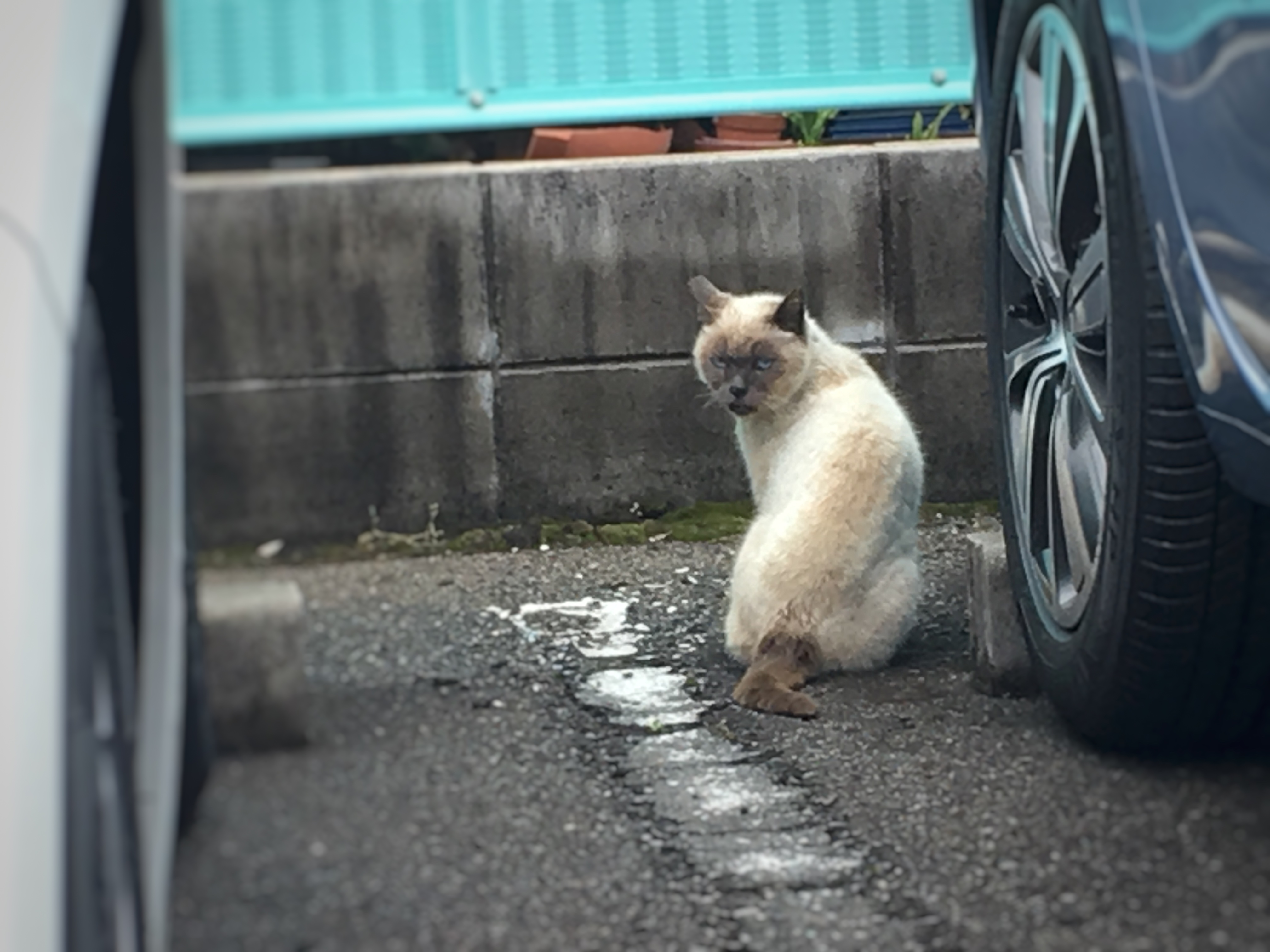 駐車場に、ご来客♪