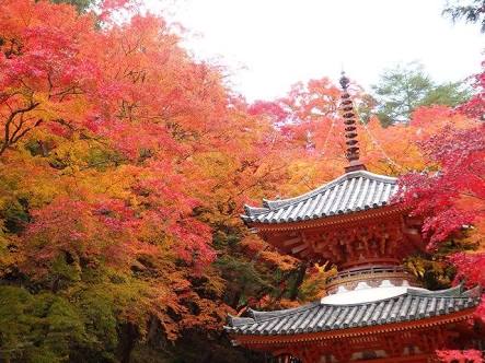 紅葉シーズンが始まります♪