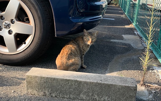 猫バンバンの季節