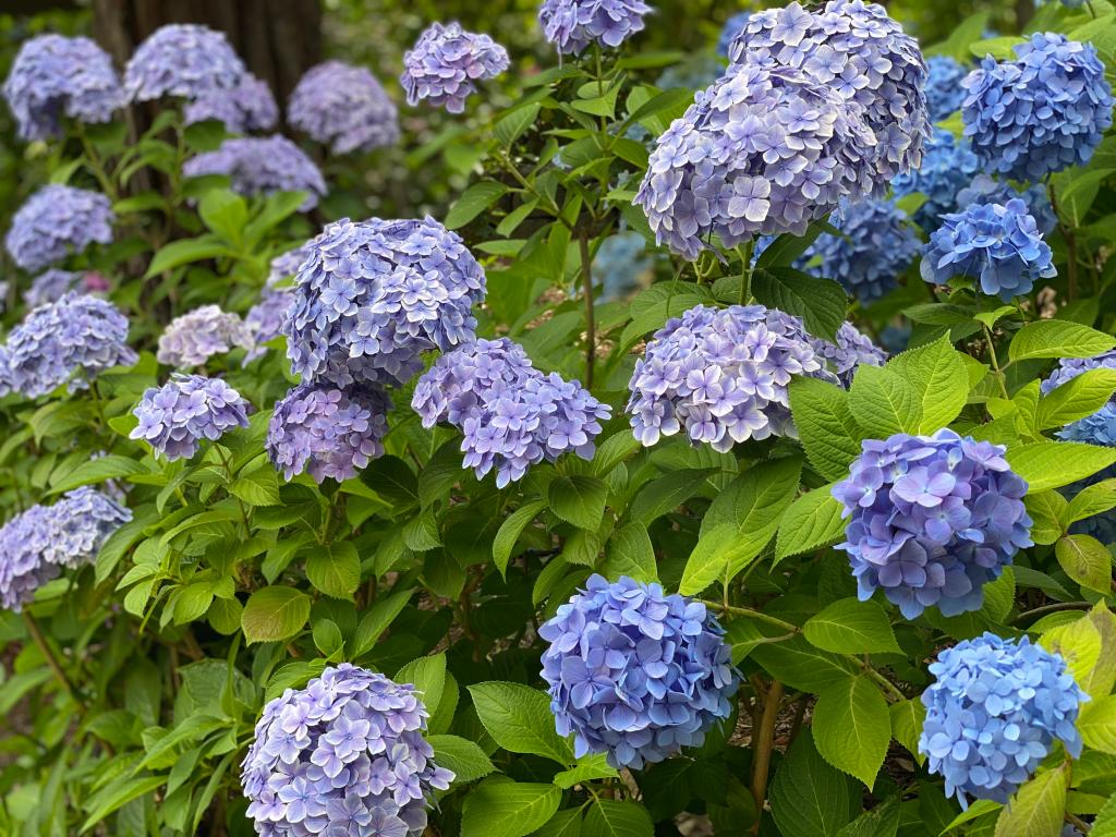 紫陽花が好きです