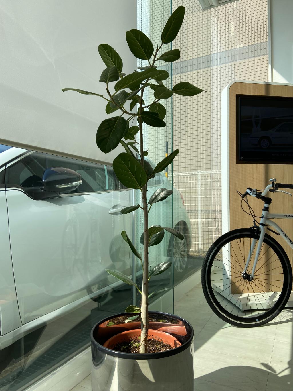 観葉植物🪴