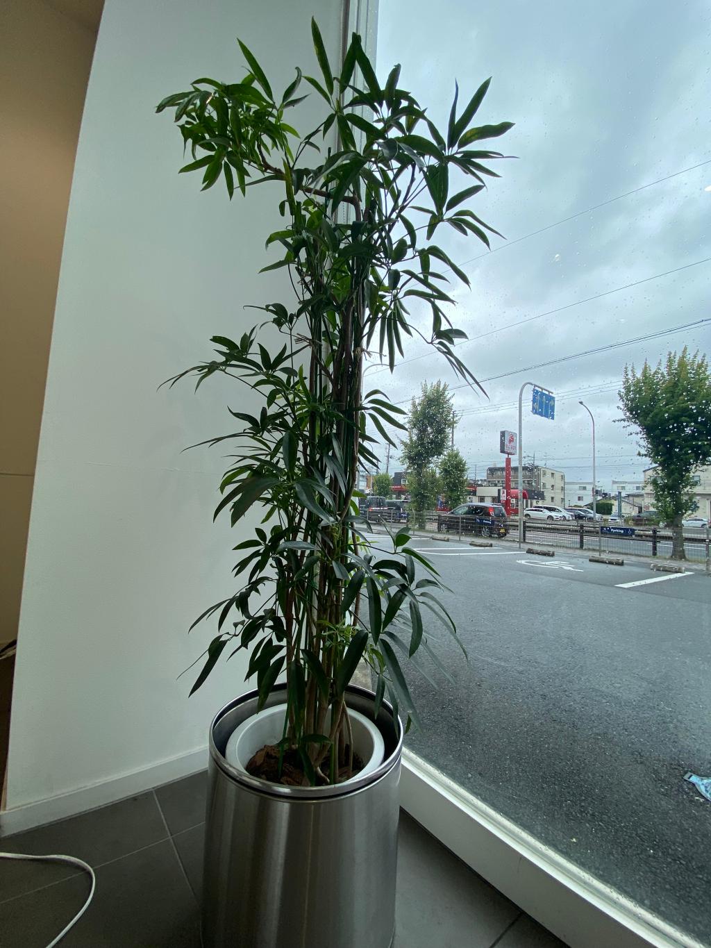 観葉植物🪴