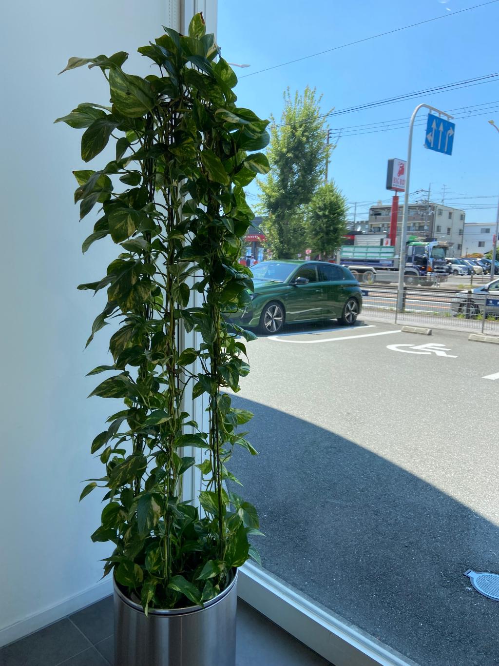 観葉植物🪴