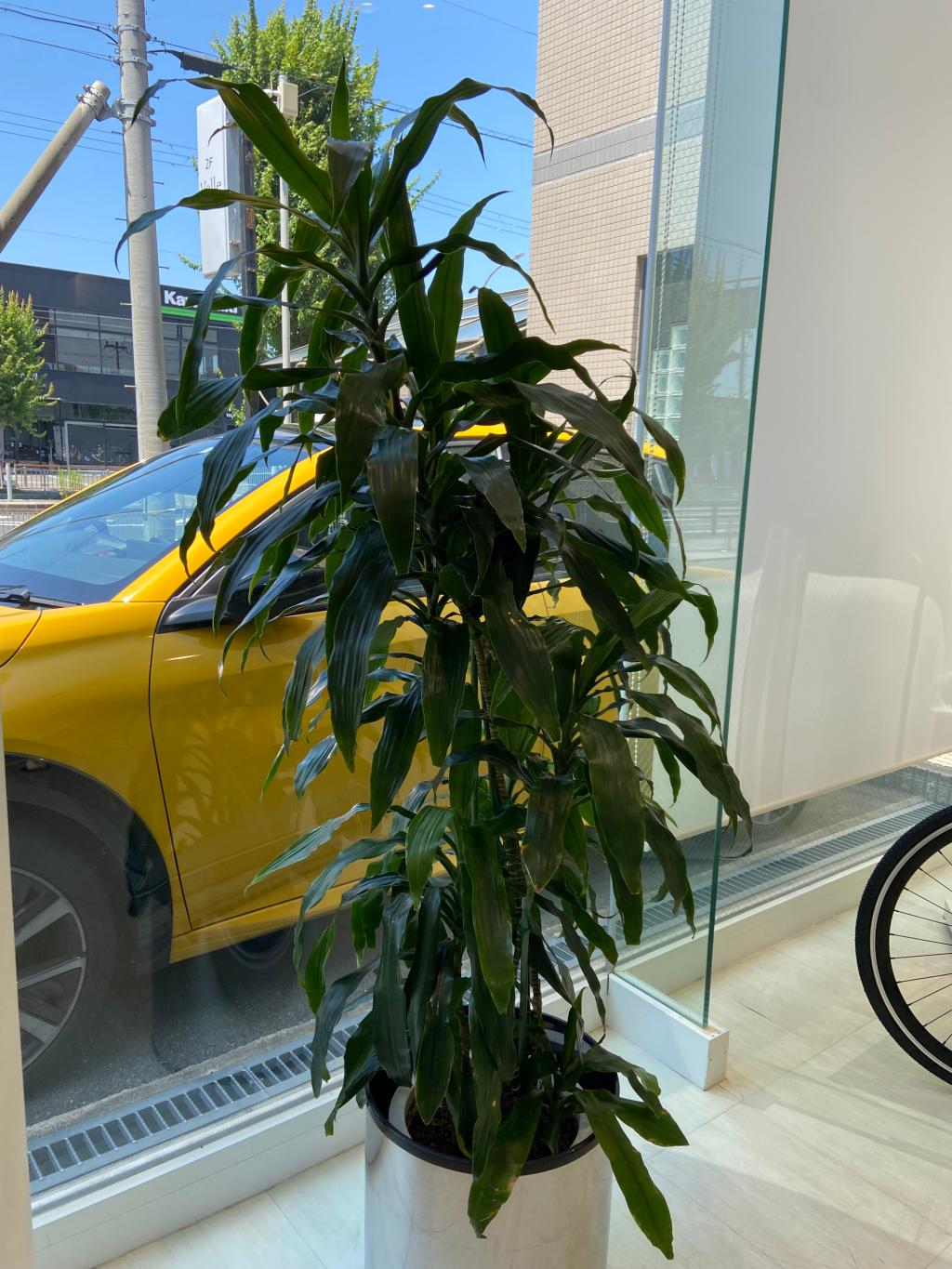 観葉植物🪴