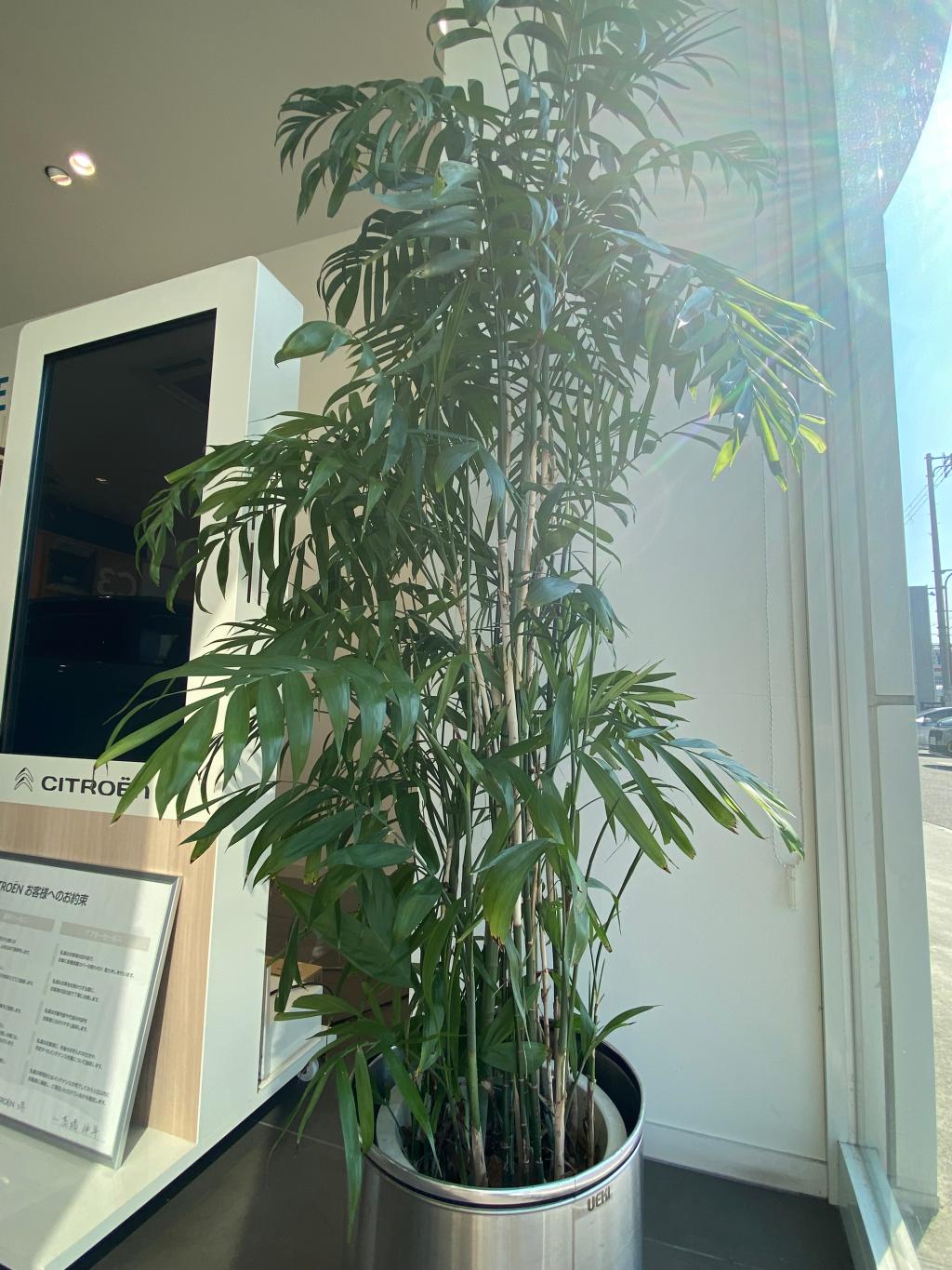 観葉植物🪴