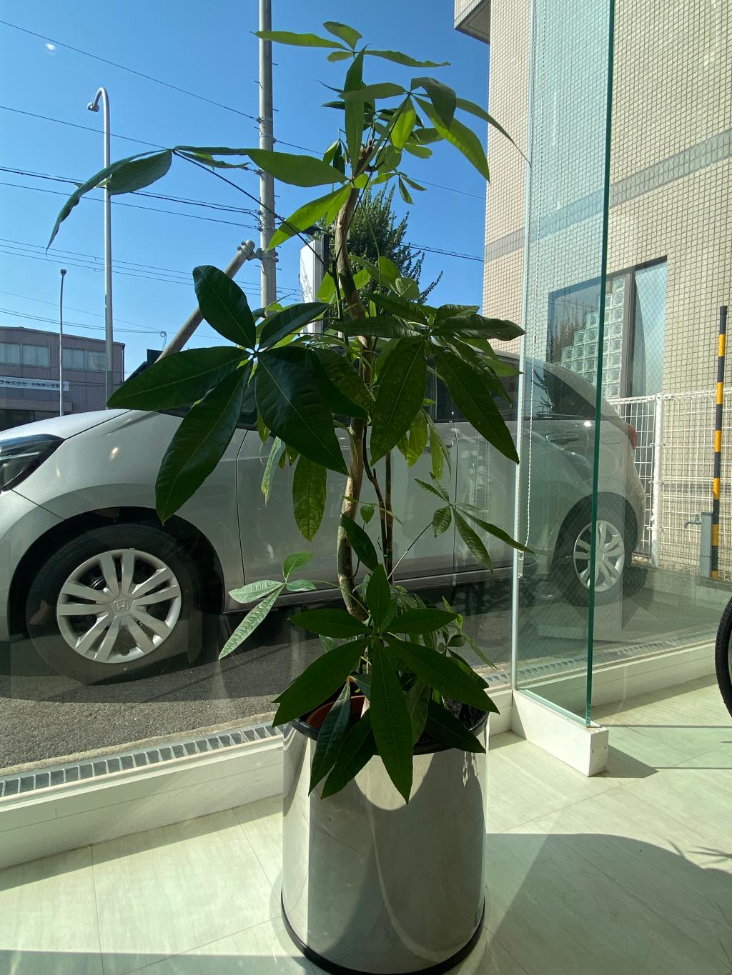 観葉植物🪴