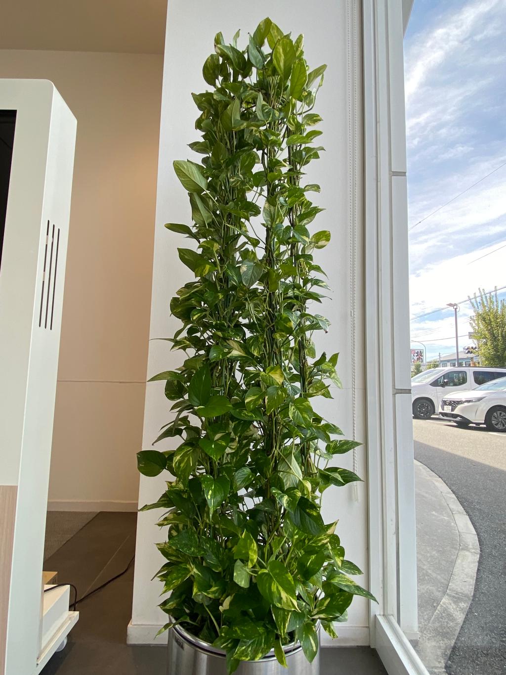 観葉植物🪴