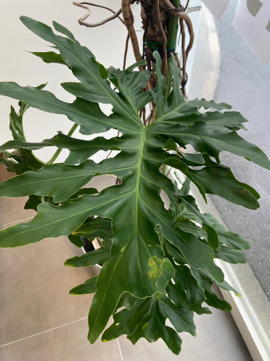 観葉植物🪴