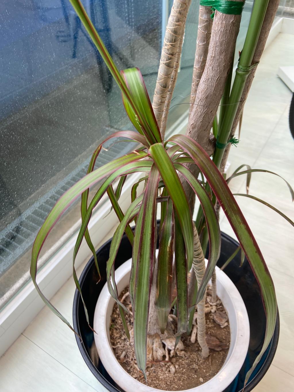 観葉植物🪴