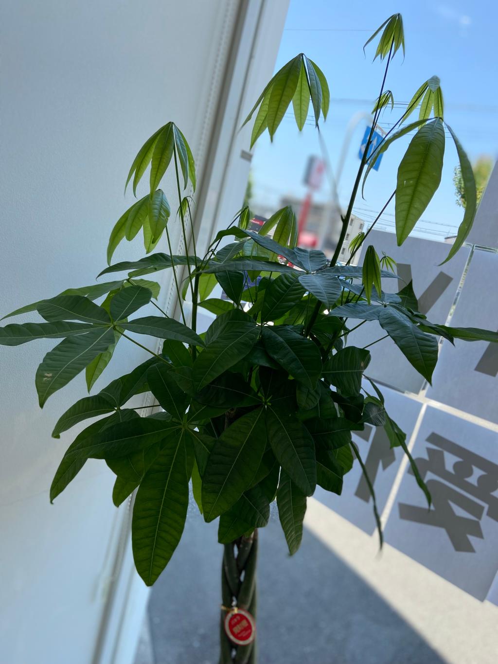 観葉植物🪴