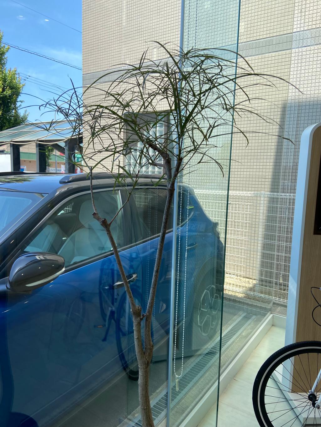 観葉植物🪴