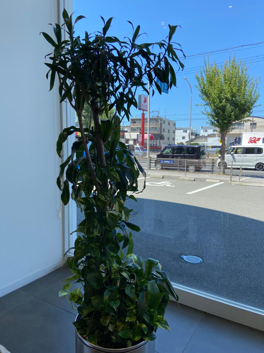 観葉植物🪴