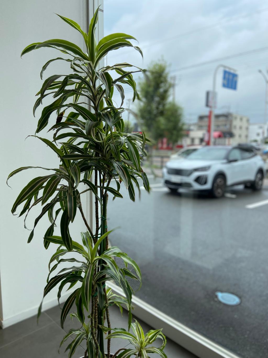 観葉植物🪴