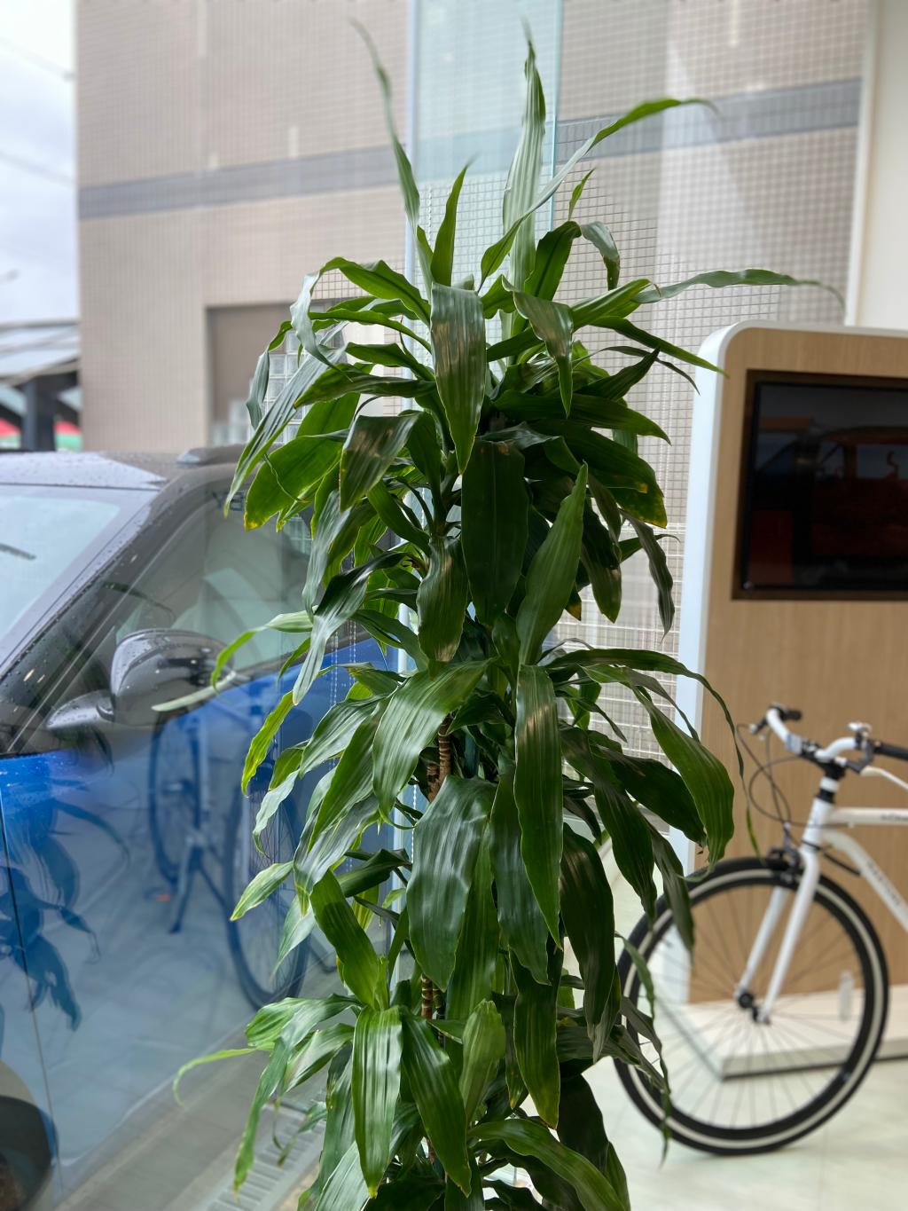観葉植物🪴