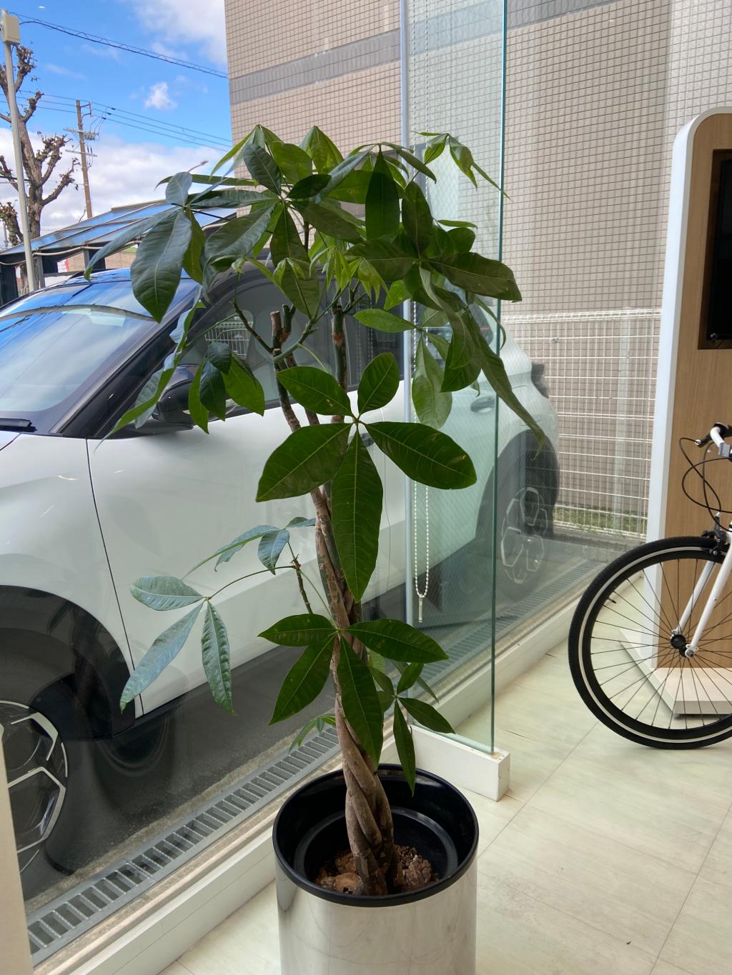 観葉植物🪴
